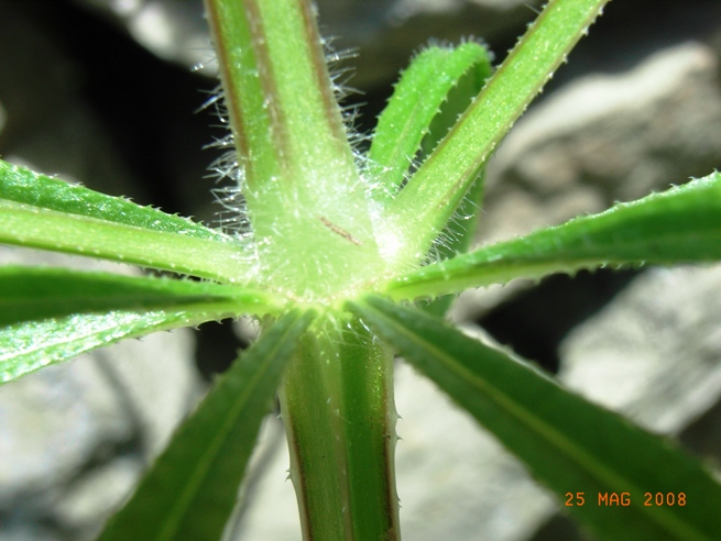 Galium aparine